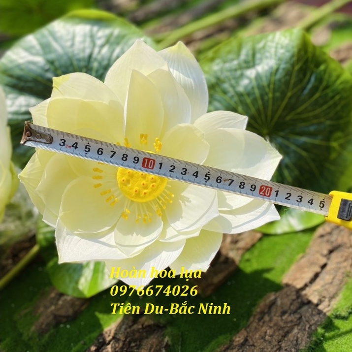 Sen lụa cao cấp 2 hoa, 1 nụ, 3 lá cao 1,5m hàng chuẩn đẹp loại 1