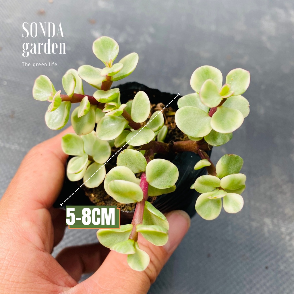 Sen đá đô la SONDA GARDEN size bé 5-8cm, xuất xứ Đà Lạt, khoẻ đẹp, lỗi 1 đổi 1