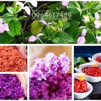 Cây lá cẩm tím giống nhật 1 bầu 2 cây