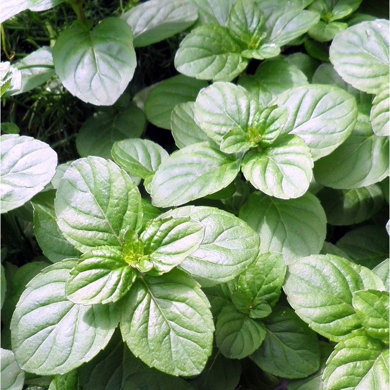 Bạc Hà Cam JUN GARDEN Orange Mint
