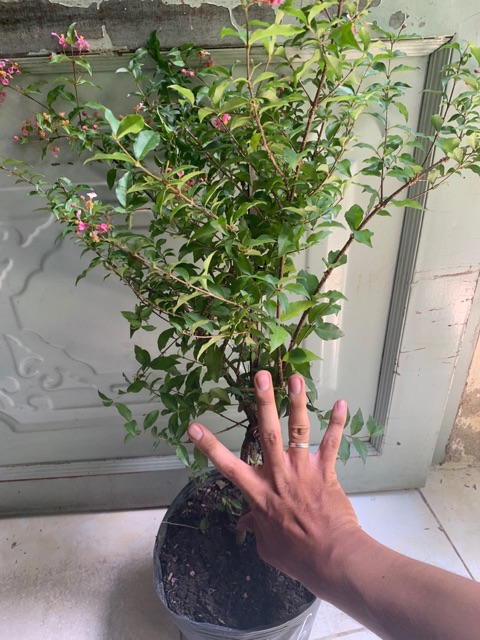 Cây hồng ngọc mai(60-90cm)