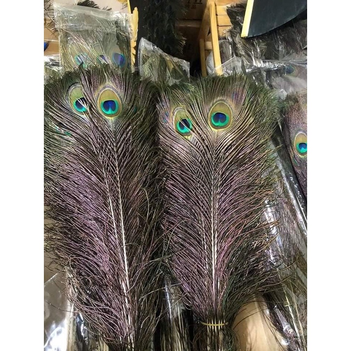 Combo 30 Lông Công Phong Thủy Dài 80-90cm