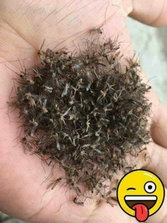 Nhang muỗi Thái Lan 10
