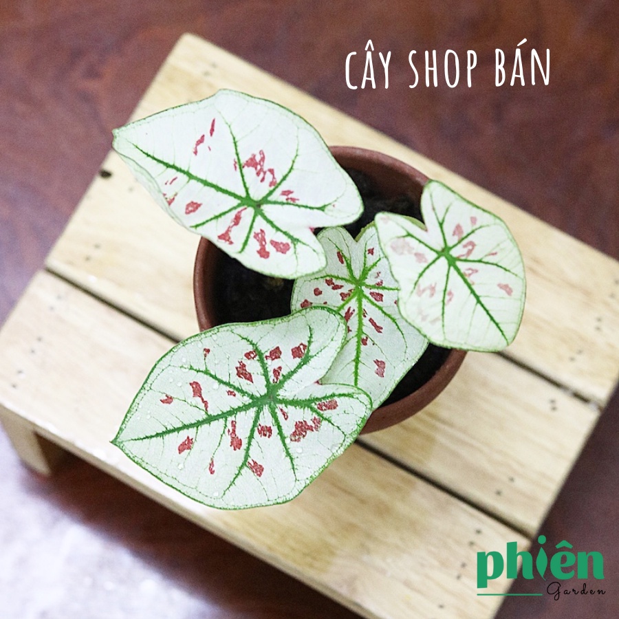 Cây Môn Dâu, Cây Caladium Strawberry Star đã thuần đất,khí hậu