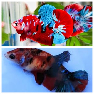 1 Cặp betta koi red galaxy