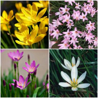 Củ huệ mưa 4 màu ( mỗi màu 2 củ )