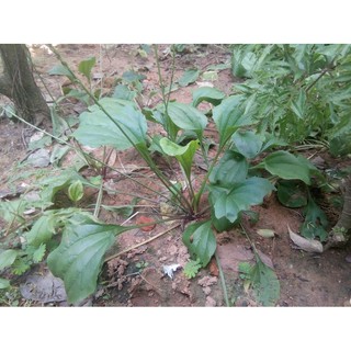 Cây mã đề tươi - gói 1kg (freeship)