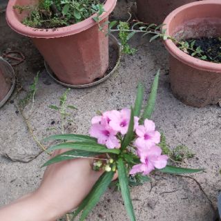 Dạ yến thảo mexico lùn