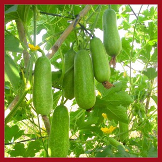 Hạt giống Bí đao lai