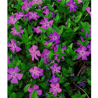 Dừa Cạn Tím Violet