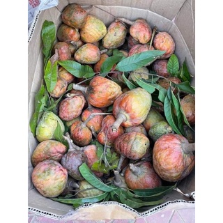 Giống na rừng trái đỏ