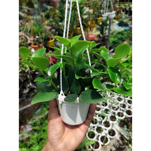 Son môi hoa đỏ ngẫu nhiên 3 loại