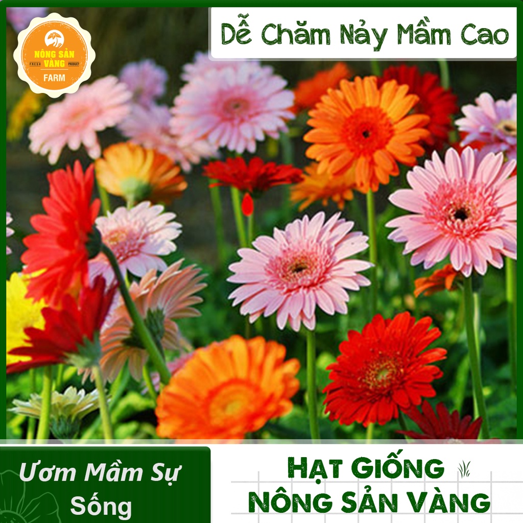 Hạt giống Hoa Đồng Tiền Nhiều Màu ( Gói 10 Hạt ) - Nông Sản Vàng