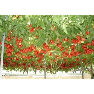 Cà Chua Bạch Tuộc ( Cà chua leo giàn) 04 hạt