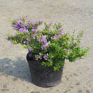 CHẬU CÂY LINH SAM (CÂY SAM NÚI ) SIÊU BÔNG, CÂY GIÚP XUA ĐUỔI TÀ KHÍ TRONG NHÀ - NCCLSCB