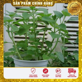 COMBO 10 GÓI HẠT GIỐNG HÚNG CHANH