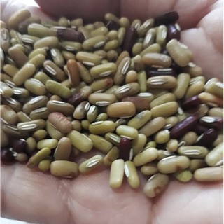 Hạt giống đậu xanh mắt cua - giống cổ thuần chủng đậu mắt cua