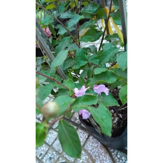 Cây hoa Tường Vi đỏ hồng