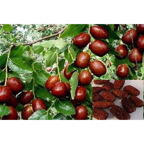 TÁO ĐỎ TÂN CƯƠNG 500 Gr