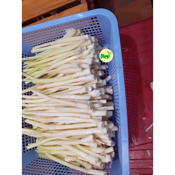 Cây Bồn Bồn miền Tây ngâm đóng gói ăn Lẩu, làm gỏi cực ngon