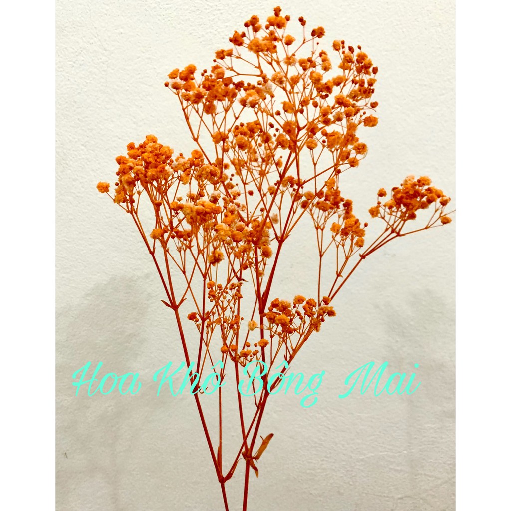 🌸Loại đẹp🌸Hoa khô HOA BABY BLOOM màu cam decor trang trí nhà cửa, đạo cụ chụp ảnh phong cách vintage