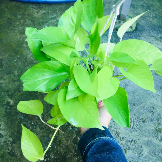 TRẦU BÀ THÁI VÀNG CHẬU TREO MINI