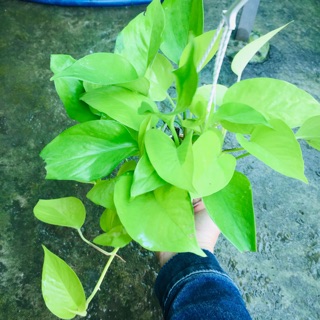 Trầu bà thái vàng chậu treo mini