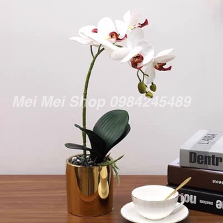 Chậu Lan hồ Điệp Trắng Tím