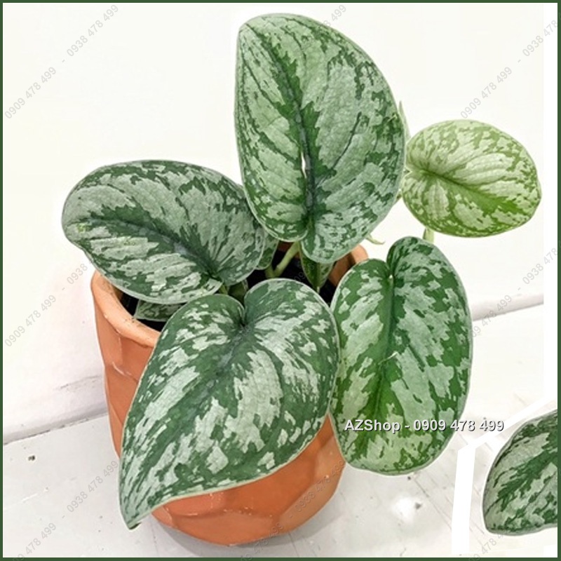 Trầu Bà Lụa Scindapsus Pictus Exotica - Lá Dày đẹp, ánh bạc ấn tượng