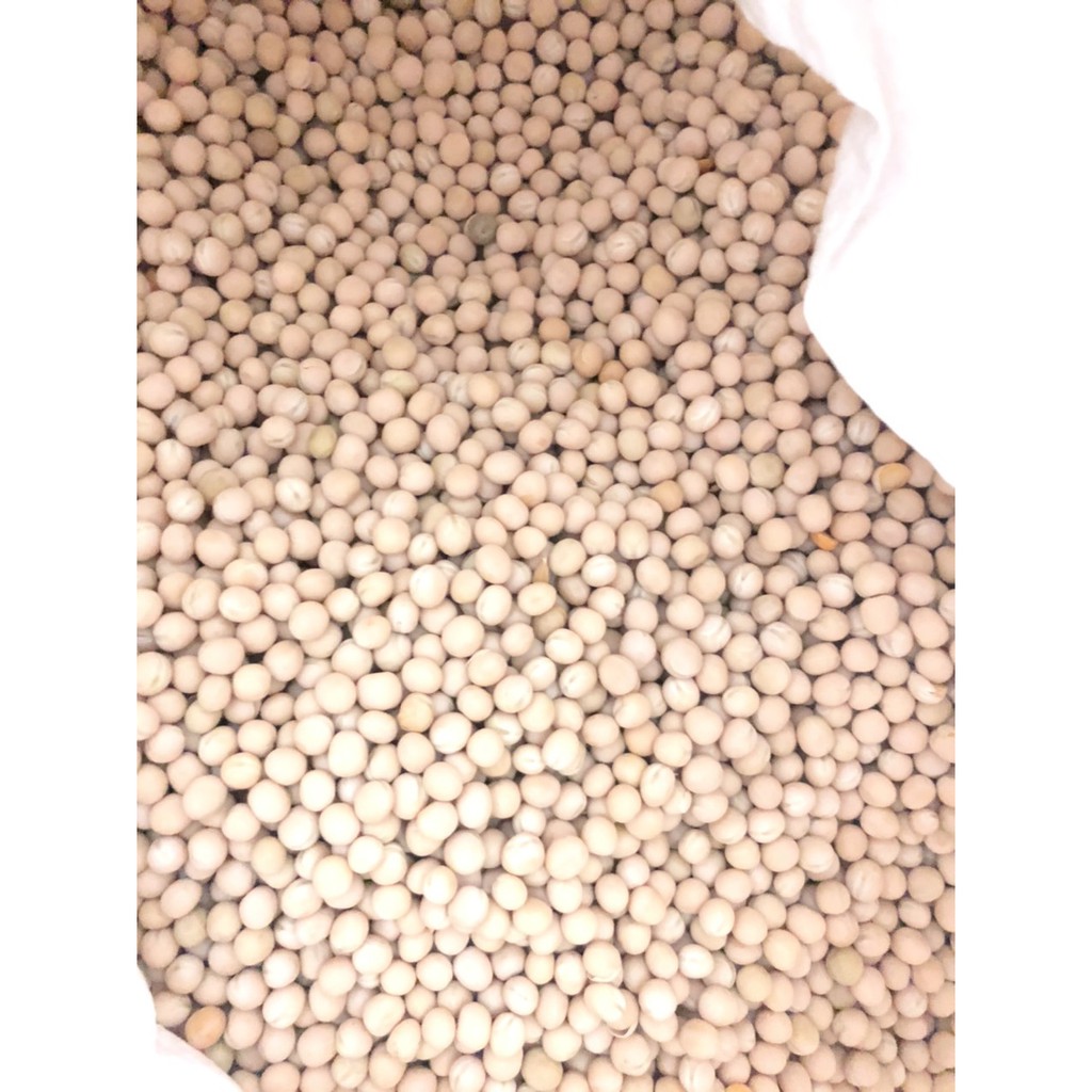 1kg hạt giống rau mầm Đậu Hà Lan (rau mầm ăn rất ngọt và thơm, được thu hoạch 2 lần)