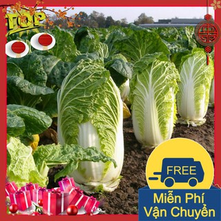 Combo 2 Gói Hạt Giống Rau Cải Thảo