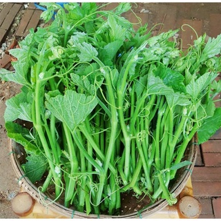 Gói 10g hạt giống bí siêu đọt hn