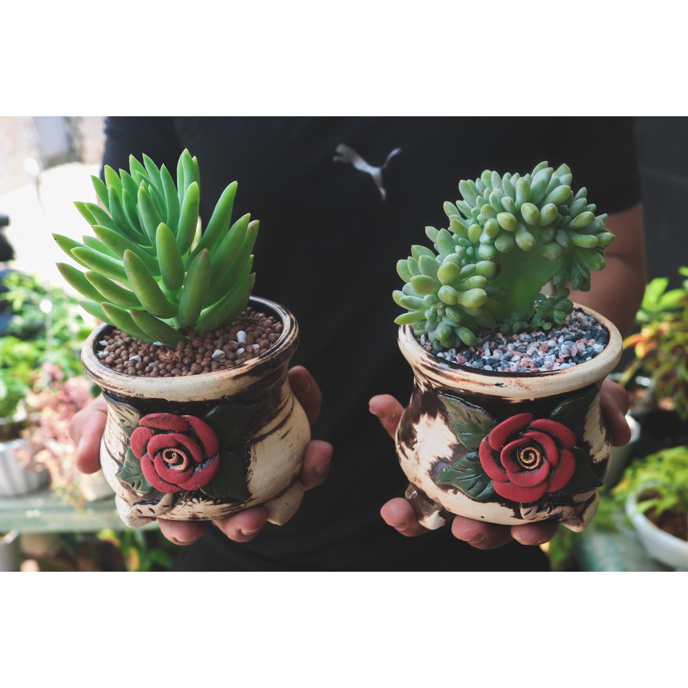 Sen đá chậu gốm hoa hồng