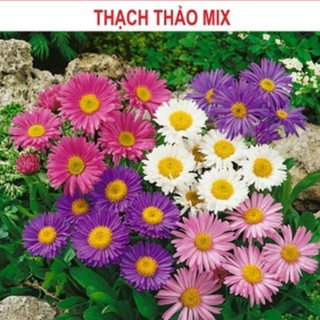 Hạt giống Hoa Thạch Thảo mix màu 50 hạt (TẶNG gói kích thích hỗ trợ hạt nảy mầm)