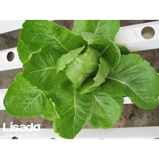 Hạt giống rau xà lách romaine xanh