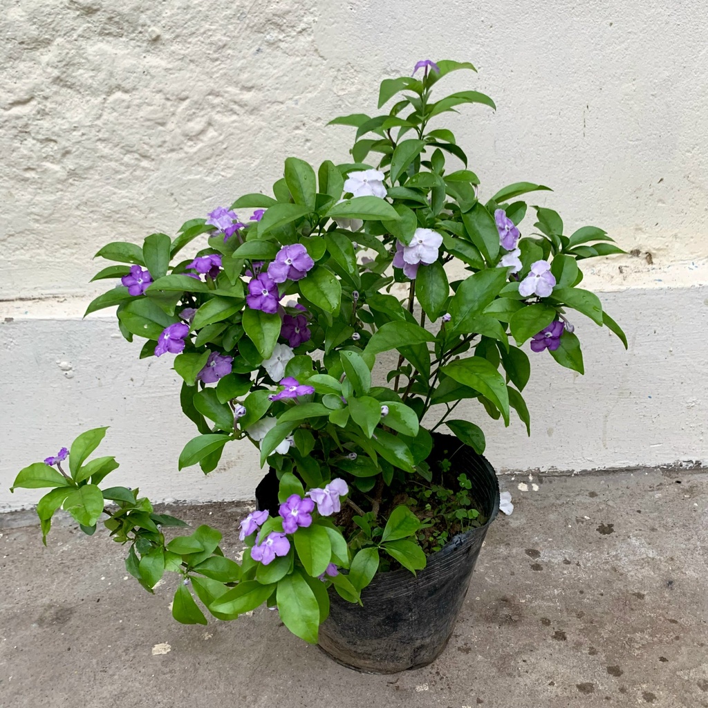 Cây hoa nhài nhật bán kính 40cm, cây hoa 2 màu nở rực rỡ, tỏa hương thơm quyến rũ, trang trí ban công, sân vườn
