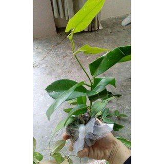 hoa lan cẩm cù
