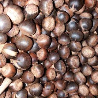 hạt rẻ rừng (nhỏ) hạt dẻ thóc