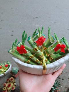 Chậu Trúc Phát Tài