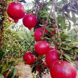 Cây Giống Lựu Đỏ Ấn Độ.Đang hót..Cây Siêu Đẹp .Ra Trái Sau 8 Tháng Trồng.