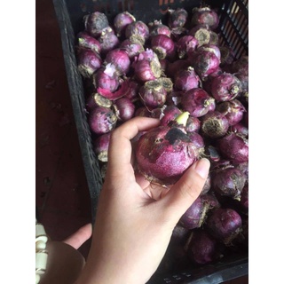 combo 10 củ hoa tiên ông (dạ lan hương)