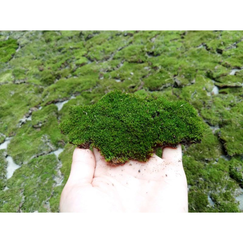 Rêu nhung, rêu đắp bonsai tiểu cảnh
