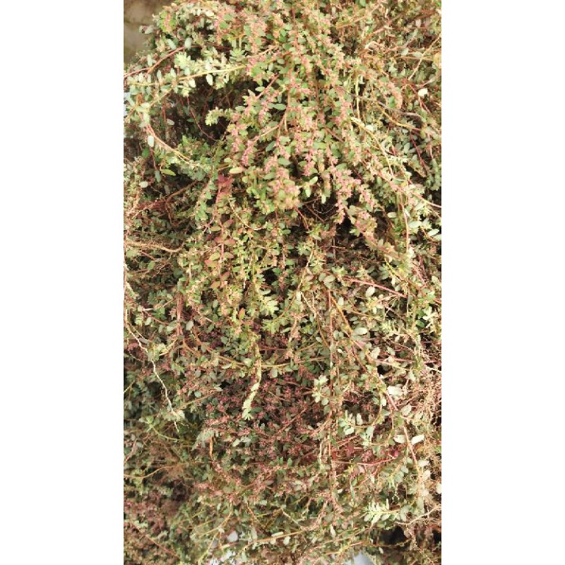 cây vú sữa đất lá nhỏ - cỏ sữa nhỏ lá phơi khô 1kg