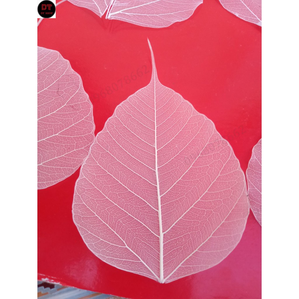 Set 10 xương lá bồ đề khô tự nhiên size to