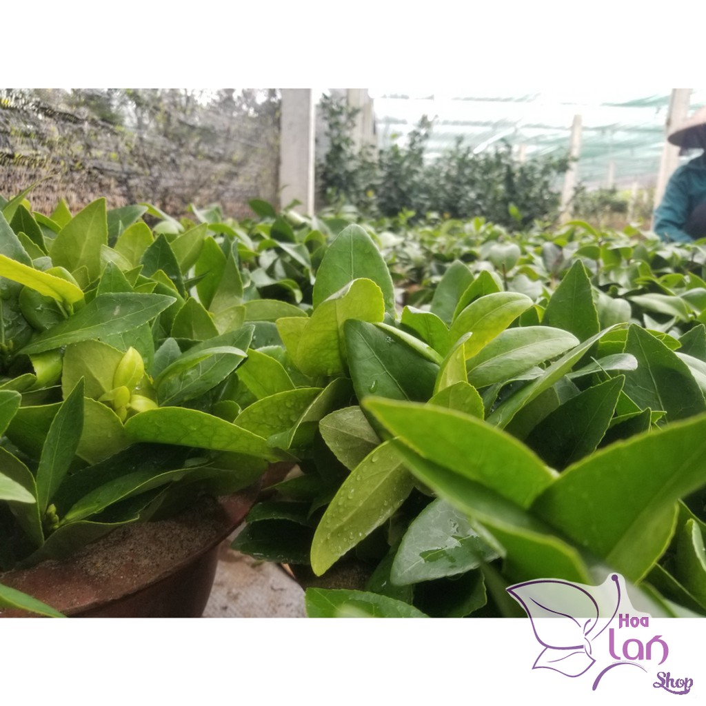 Trà My Cổ 🌸FREESHIP🌸 BẠCH TRÀ - CUNG ĐÌNH HỒNG - THÂM BÁT DIỆN