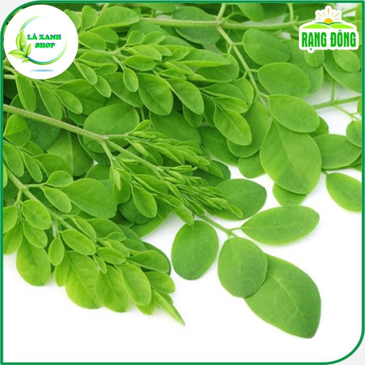 Hạt giống Chùm Ngây Trồng Quanh Năm (gói 2 gram) - Hạt giống Rạng Đông
