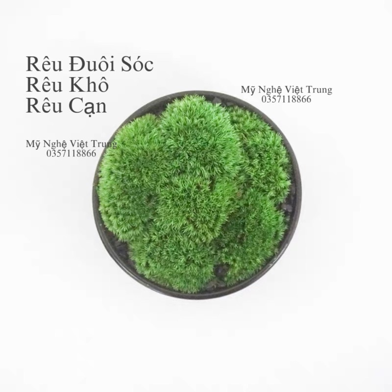 Rêu Đuôi Sóc Khô  Rêu Làm Tiểu Cảnh Đẹp