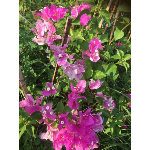 Hoa giấy gân hồng