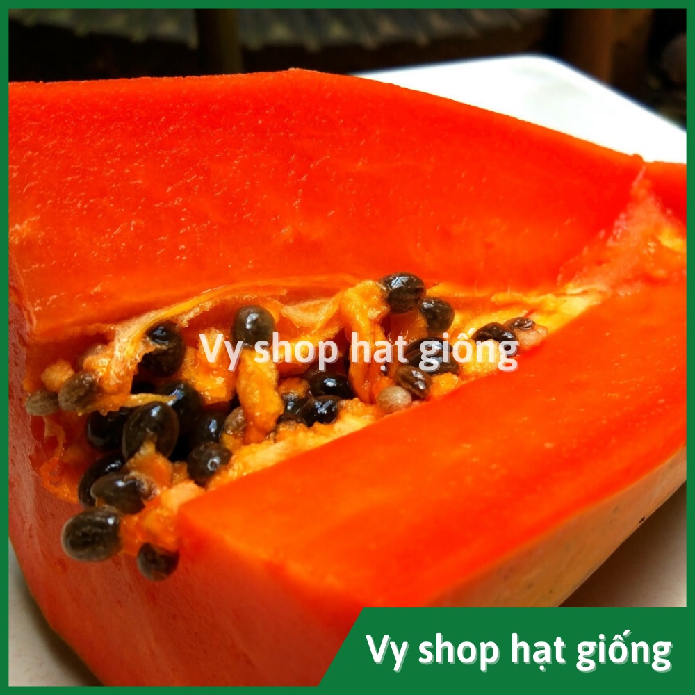 Hạt giống đu đủ lùn Phuket ruột đỏ siêu trái gói 30 hạt