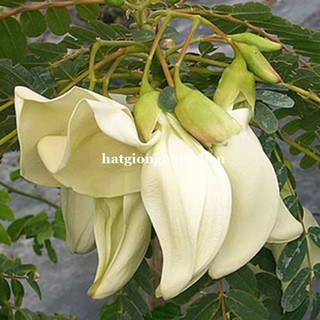 50H - HẠT GIỐNG CÂY SO ĐŨA